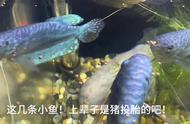 探索蓝曼龙鱼的世界：水族爱好者的梦幻之选