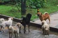 河南拟实施猛犬禁养令：50种犬种受限，民众反响如何？