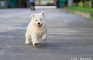 中型犬中的看家能手：守护家园的狗狗排行