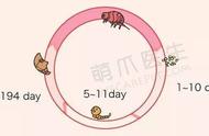 跳蚤频发季节，你的宠物需要这份驱蚤指南