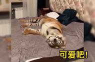 玩具虎猫：可爱与独特的完美结合