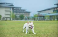 带着爱宠旅行，这些宠物友好酒店让你无忧出行