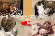 猫头鹰与猫：异种之间的摩擦与和谐