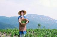 详细解读：太平猴魁——绿茶之王的全面解析