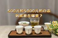 500元一斤的白茶与5000元一斤的白茶，你愿意为哪一款买单？