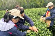 钟山雨花茶头锅2023年正式开采，4月15日前后可尝鲜