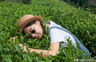 南京雨花茶在中国的十大名茶中排名如何？