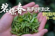 碧螺牌特级一等碧螺春的评测：半个世纪老茶厂的味道