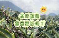 一次性了解：春茶是否优于其他茶叶，包括绿茶、红茶、白茶和乌龙茶