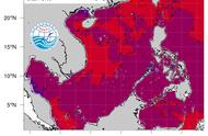 海水温度升高，北部湾珊瑚面临生存挑战