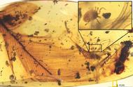 白垩纪的秘密：琥珀中隐藏的宝藏