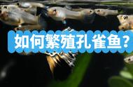 轻松繁殖孔雀鱼：五个必备条件