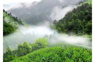 太平猴魁：特种绿茶入门知识详解