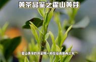 探索霍山黄芽：黄茶品鉴的新篇章