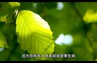 喝乌龙茶的注意事项：禅意生活