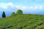 品味蒙顶山雷鸣茶，感受大自然的馈赠