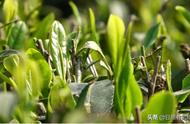 说日照绿茶夏茶不好喝？你听说过“打头料”吗？