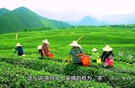 蒙顶甘露：茗茶界的翘楚，蒙山顶峰的瑰宝