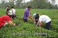 探索黄茶：六大茶类中的独特品种，你品尝过吗？