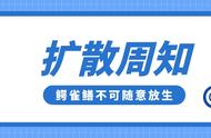 宠物鱼鳄雀鳝的饲养指南与放生建议