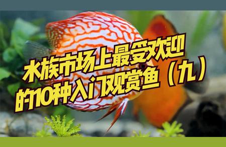 初学者必选：水族市场最受欢迎观赏鱼大盘点