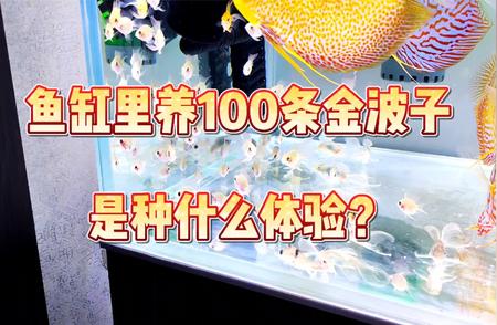 一口气养一百条金波子，这是一种怎样的家庭养殖乐趣？