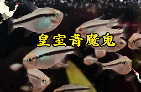 观赏鱼世界：一场与水共舞的视觉盛宴