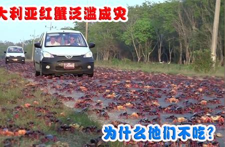 红蟹入侵澳大利亚，公路房子遭殃，真相揭秘！