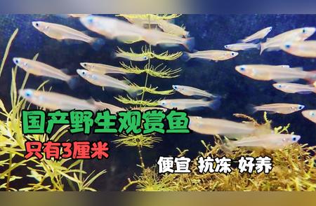 野生观赏鱼新发现：南方小河中的宝藏