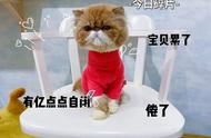 加菲猫的恐怖之处：为何越来越多的人不再饲养？