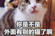 劝你理智购买：4种不适合盲目入手的猫品种