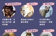 大揭秘：中华田园犬种类一览