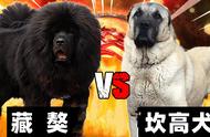 大型猛犬之争：藏獒还是坎高犬更胜一筹？