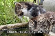 深入了解缅因猫：优点和缺点一览