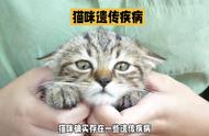 你知道猫咪可能会遗传哪些疾病吗？