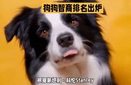 揭秘狗狗智商排名，边境牧羊犬和贵宾犬分列二、三位