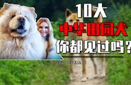 你知道哪些是十大中华田园犬吗？你家的小土狗可能比外国狗更珍稀