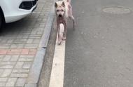 萨摩耶的悲惨遭遇：从繁殖犬到无法生育的无助