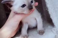 为什么说暹罗猫是投资风险最大的猫种？