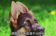 传奇陪伴者：德国牧羊犬的故事