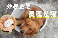 家中桌椅遥控器惨遭金毛犬攻击，训犬师2小时成功驯化