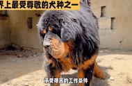 世界最尊贵的犬种：揭秘藏獒