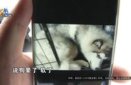 阿拉斯加犬在寄养期间死亡，店家要求出示相关证明后再谈赔偿事宜