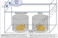 《自然》杂志发布：港大团队研究发现金仓鼠实验显示新冠可气溶胶传播