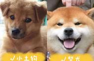 柴犬VS土狗：哪些对比让你一目了然？