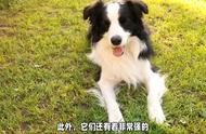 了解边境牧羊犬：一种充满智慧和活力的工作犬种