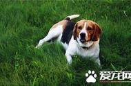 比格犬在狗狗智商排行榜上的位置：大约72名