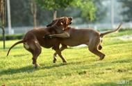 世界最出色的十种猎犬：比特犬仅列第三