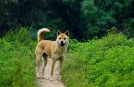 女孩对爱犬的关爱让人感动，她告诉山村同学：听说土狗肉很好吃