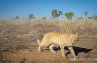 野猫泛滥成灾：澳大利亚生态系统的隐形杀手